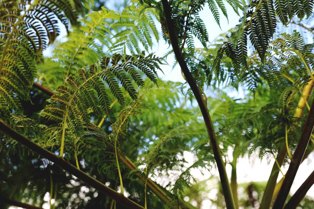 Plain of palm trees