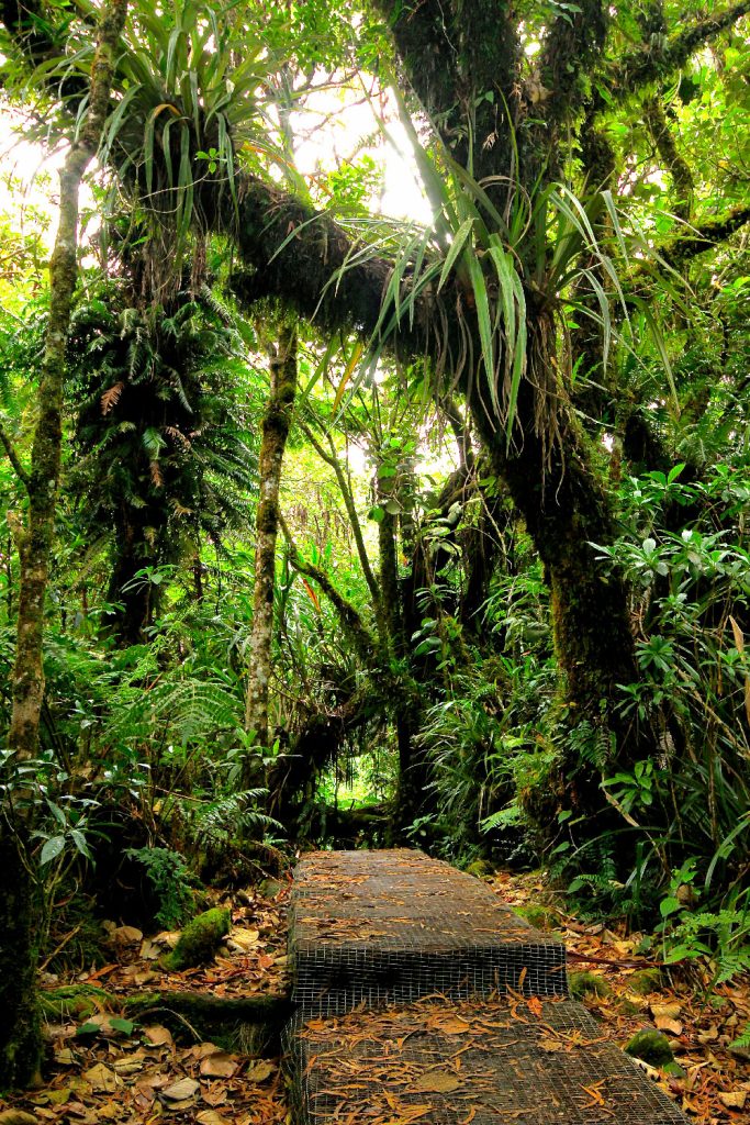 Bosque de Belouve