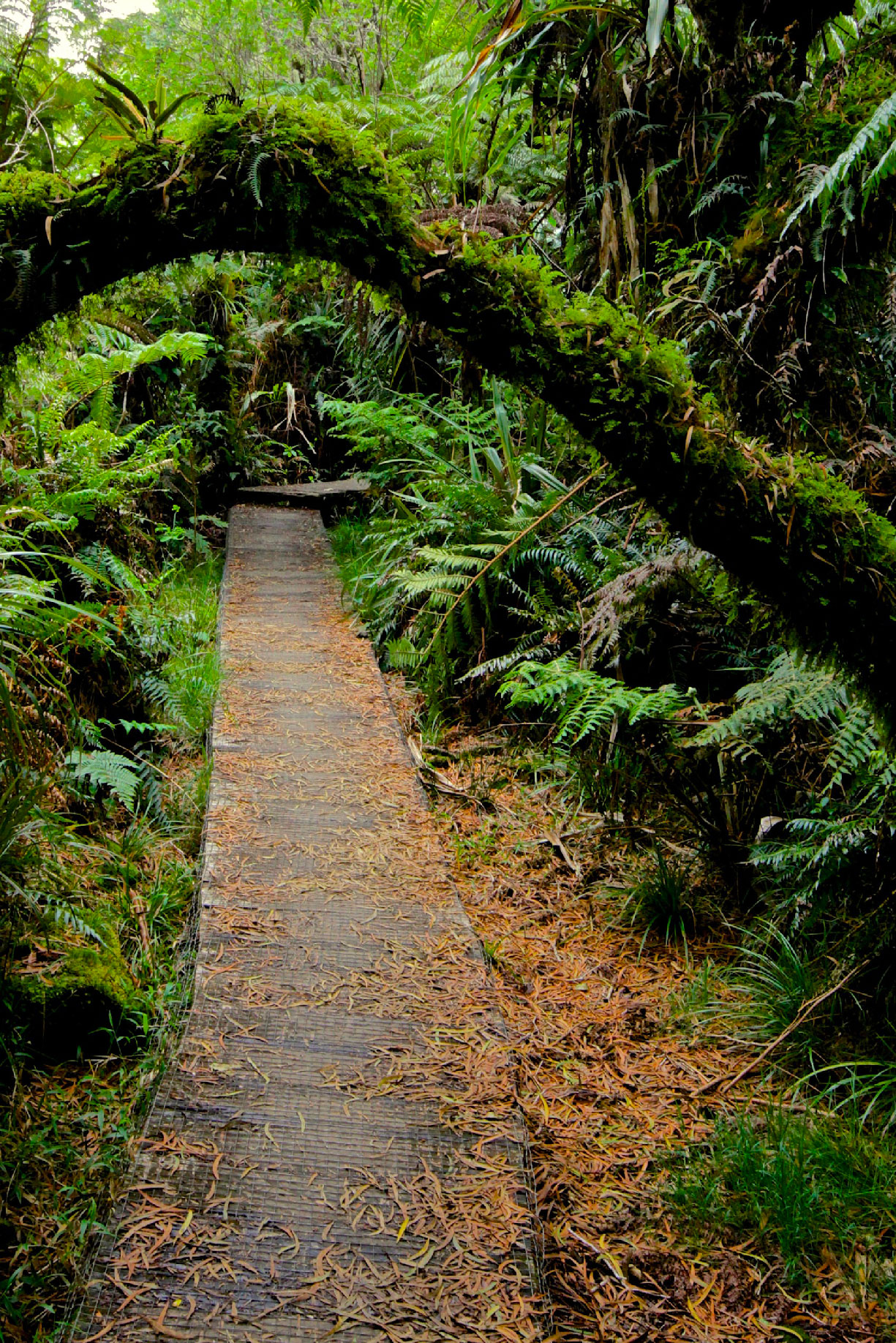 Forêt de Bélouve à Plaine des Palmistes. Sentier entouré de végétation