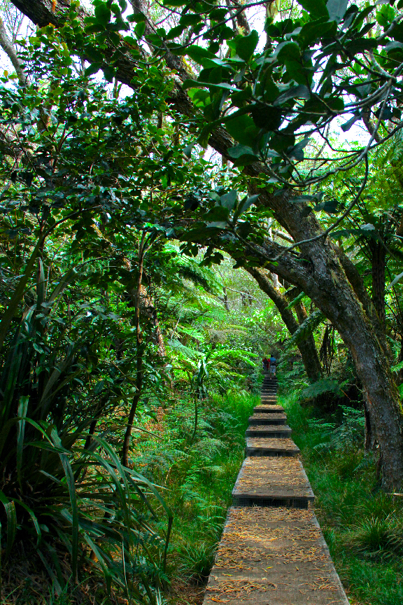 Forest of Bélouve in Plaine des Palmistes. Path surrounded by vegetation