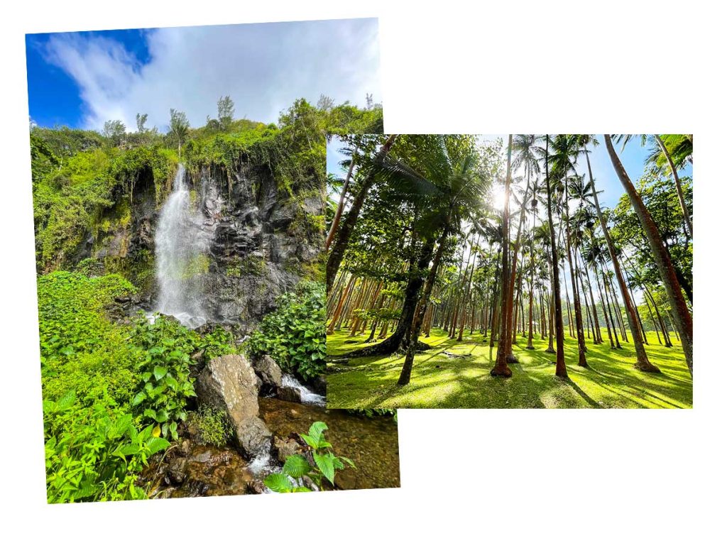 Anse des cascades at Sainte-Rose Waterfall and a palm alley at Anse des cascades