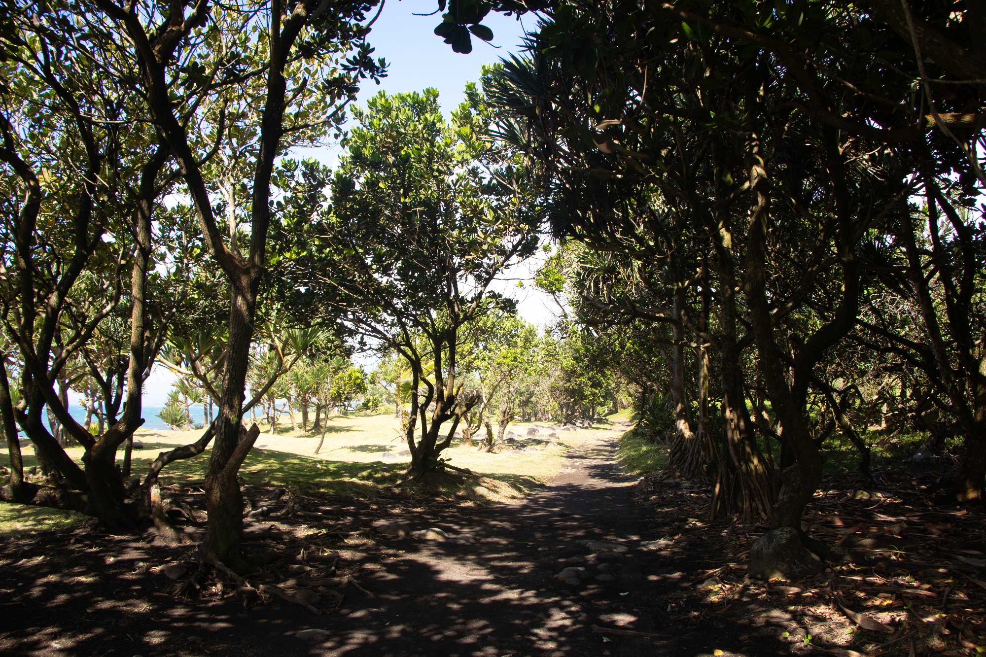 Path along the coast in Bras-panon - in the shade of the trees