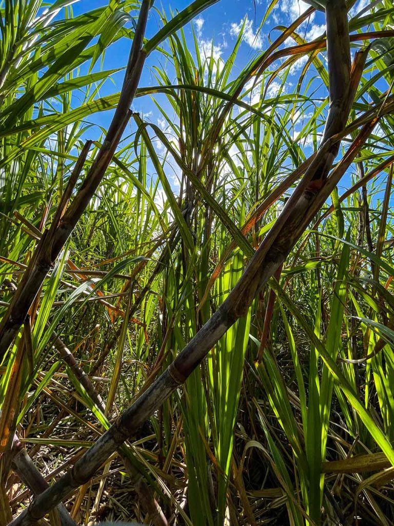 sugar cane fields