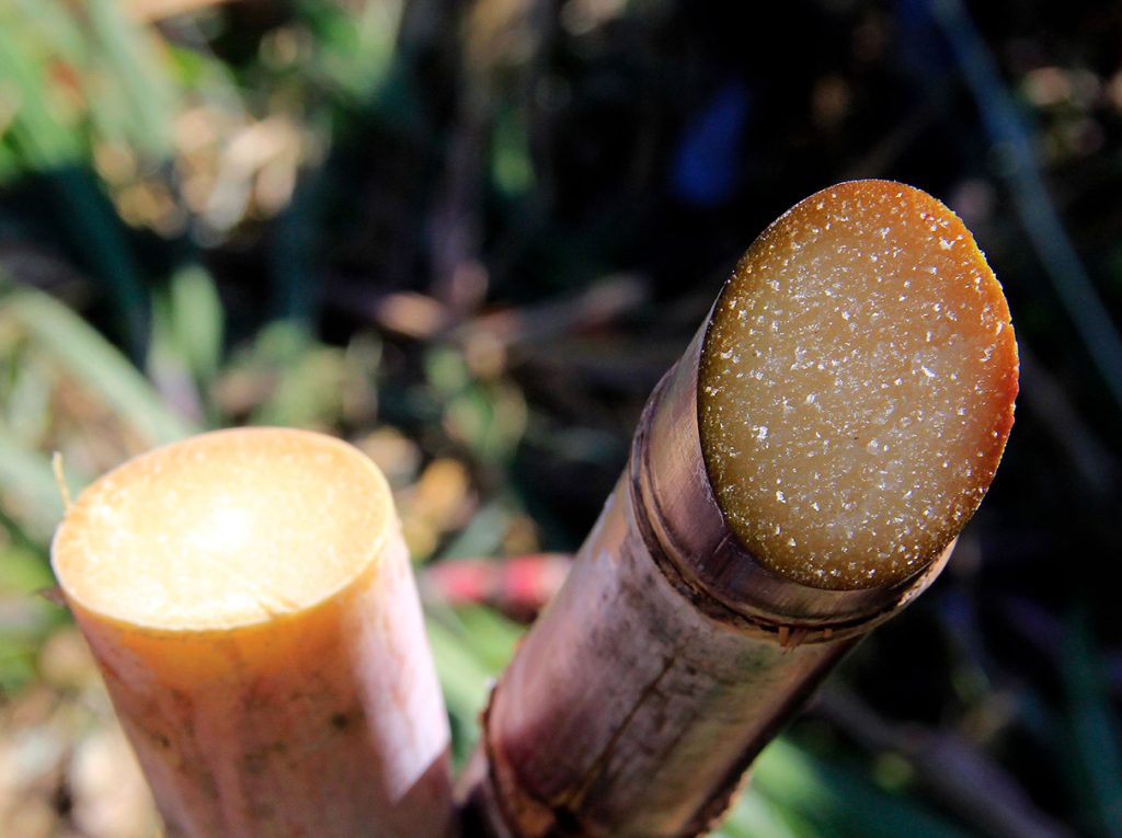 Close-up cut sugarcane
