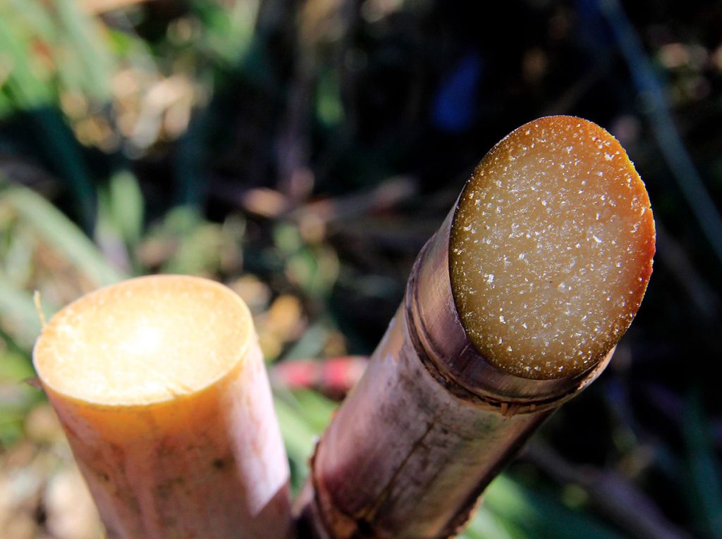 Canne à sucre coupée en gros plan