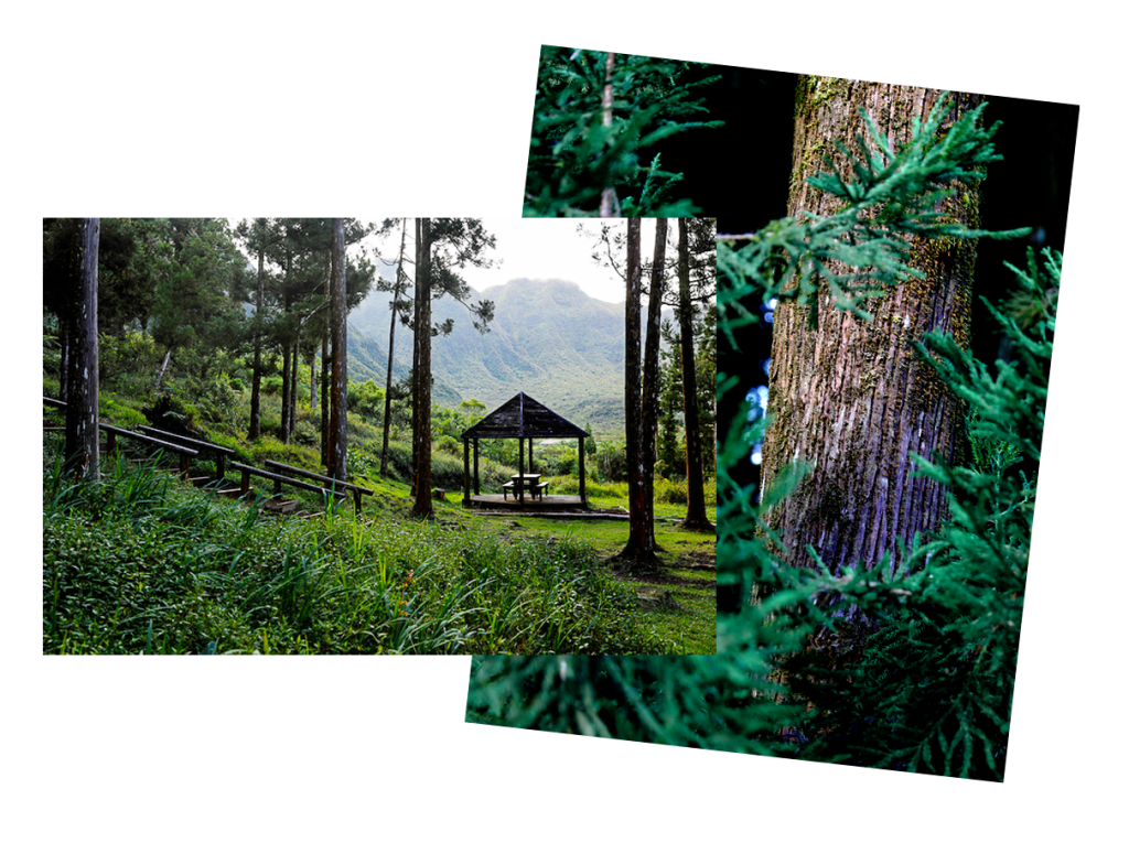 Bélouve-Waldbild eines Kiosks und des Waldes in der Palmenebene