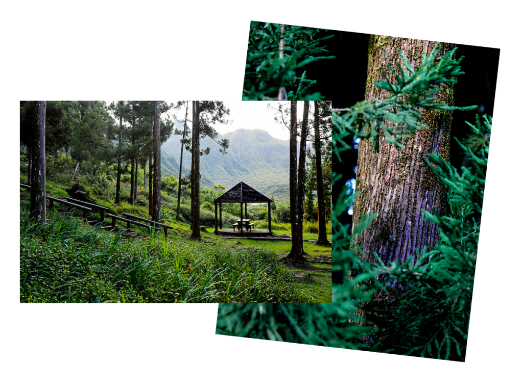 Wohlbefinden im Osten - Bélouve-Wald in der Ebene der Palmen, Kiosk und Vegetation