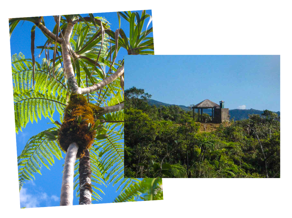 Eden à Bras-Panon - Cyathea glauca, aussi appelé fanjan, est une espèce de fougère arborescente. Kiosque dans la forêt 