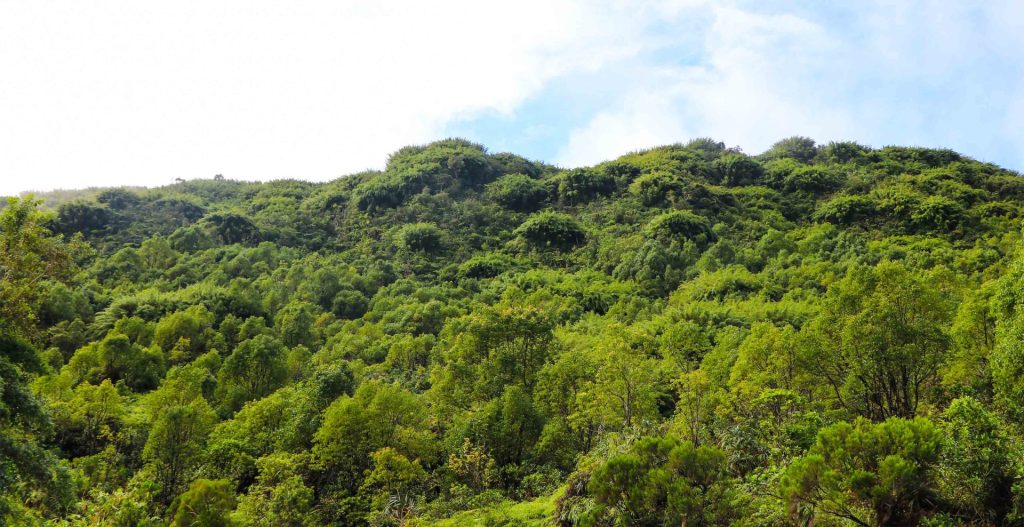 foret de l'eden à Bras-Panon