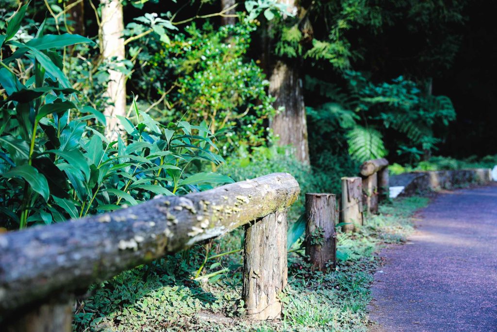 Bosque de Bébour a la llanura de palmeras a lo largo de la carretera