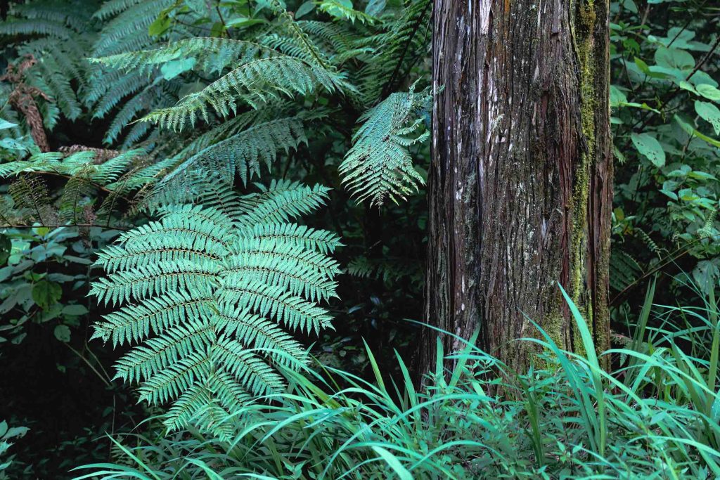 Forêt de Bélour à la Plaine des Palmistes - Focus sur la végétation.
