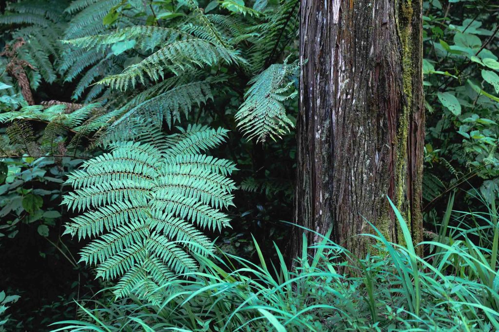 Bélour forest at the Plaine des Palmistes - Focus on the vegetation.