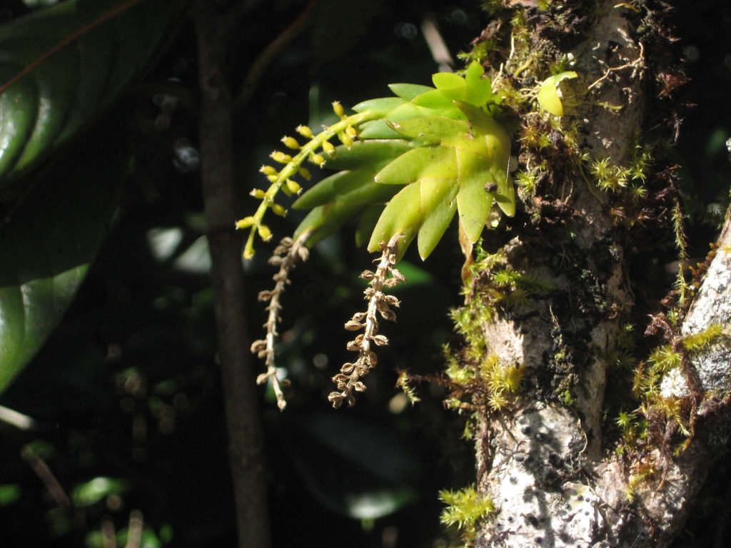 Bulbophyllum sambiranens - forêt de l'Eden à Bras-Panon