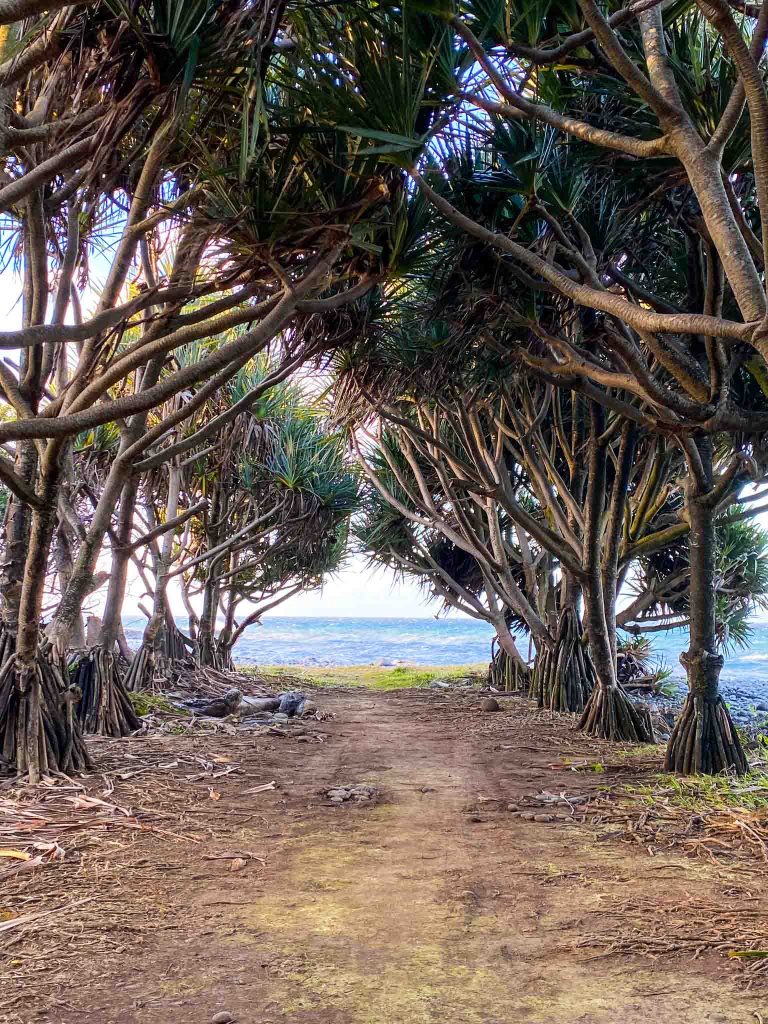 The marine of Saint-Benoît path under the feet of Vacoas facing the sea