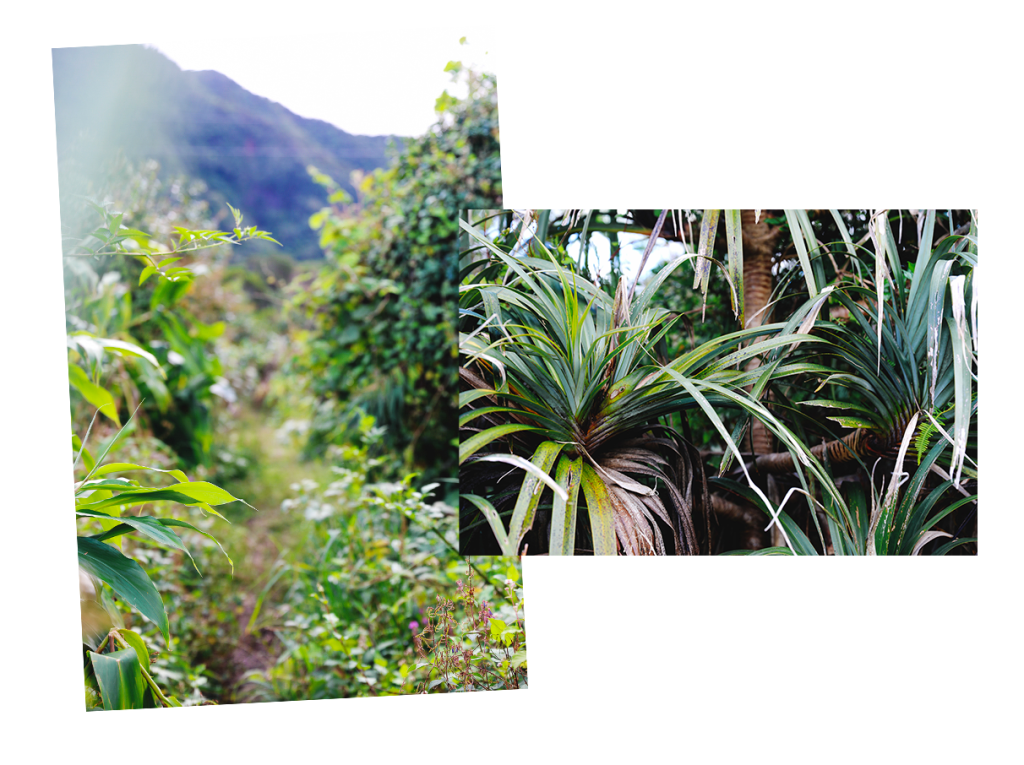 La Pandanaie at the Plaines des Palmistes - Vegetation and pinpin