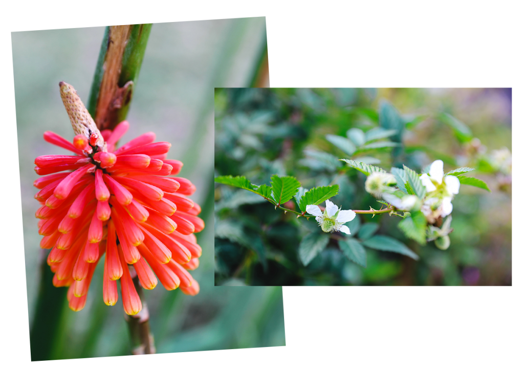 Flores rojas y blancas La pandanaie en las llanuras de palmeras