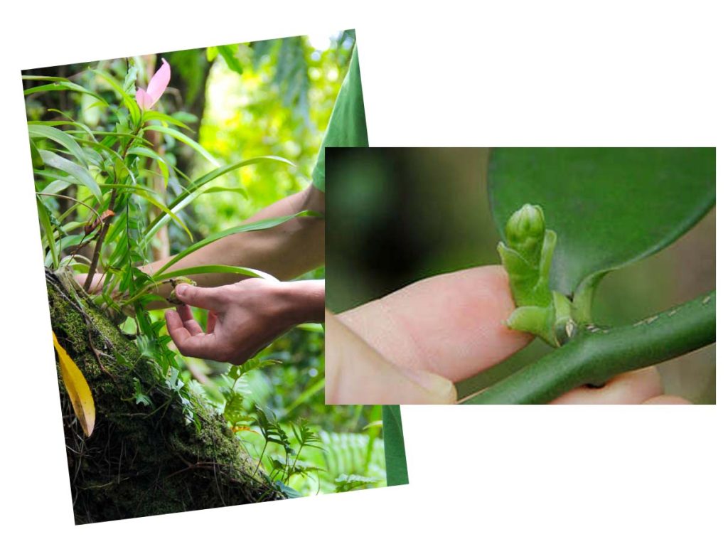 La plantación vainilla Bourbon imagen de vainilla planes