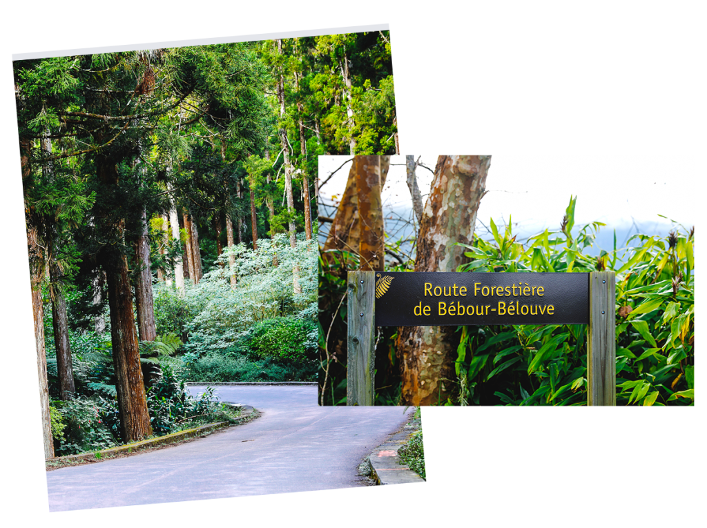 Deux images de la route forestière de Bébour