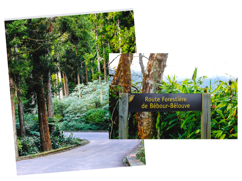 Two images of the Bébour forest road