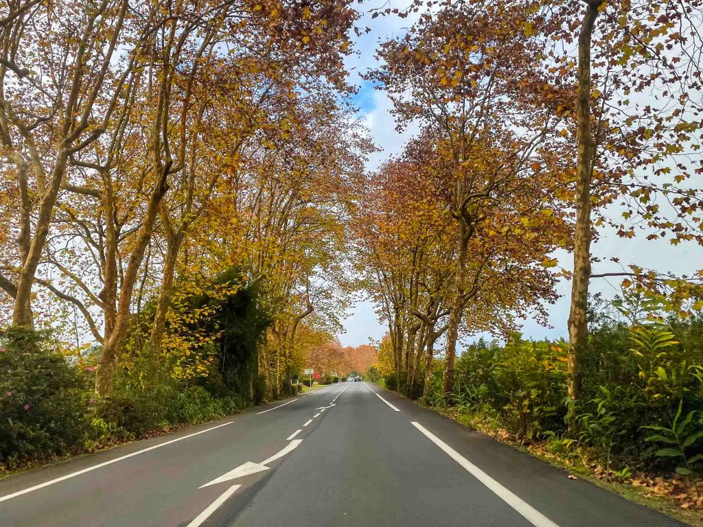 Plane tree - Route des Plaines