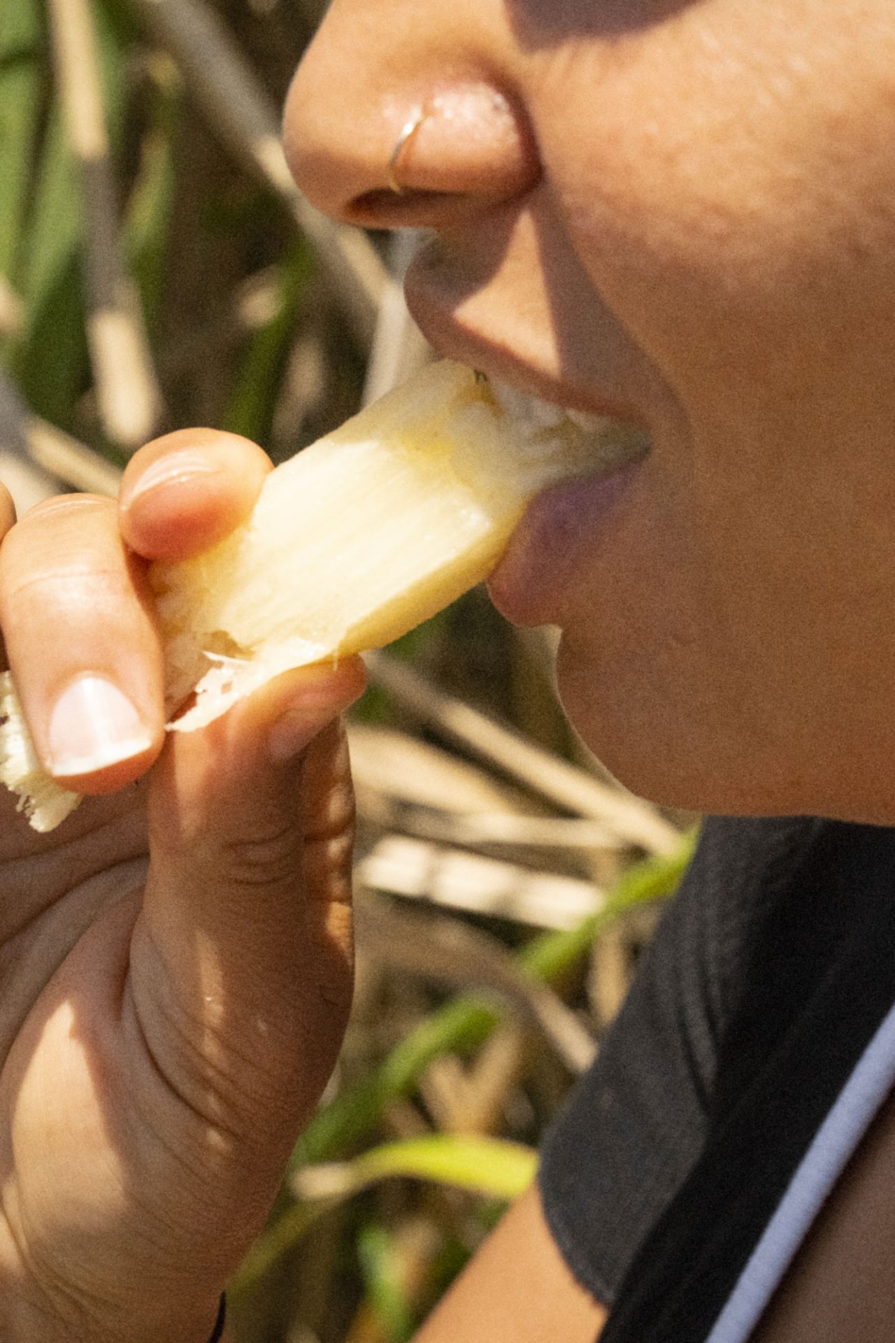 Mujer chupando una caña de azúcar - Caña de azúcar y ron