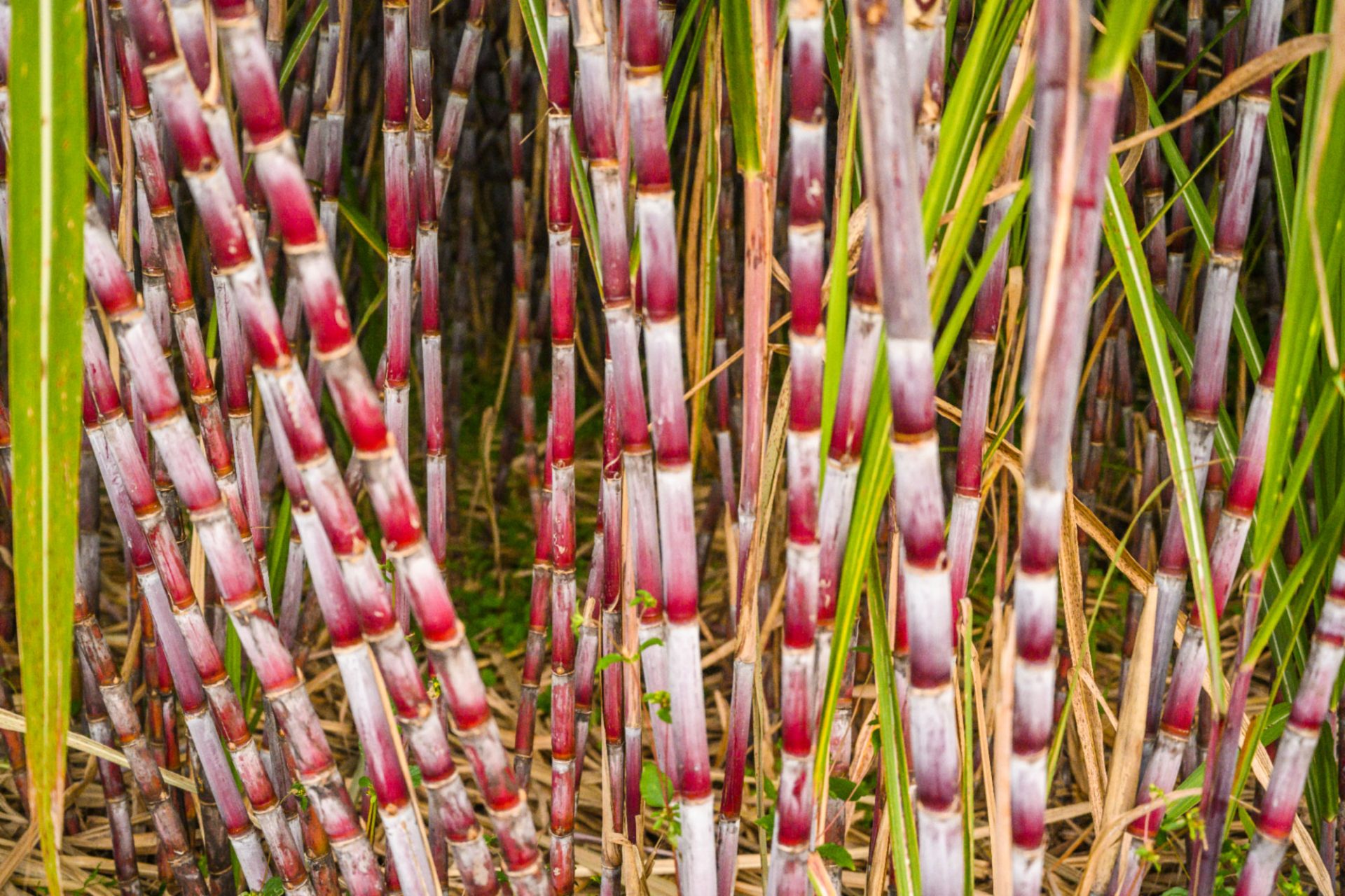 Sugar cane field in Saint-André - Sugar cane and rum