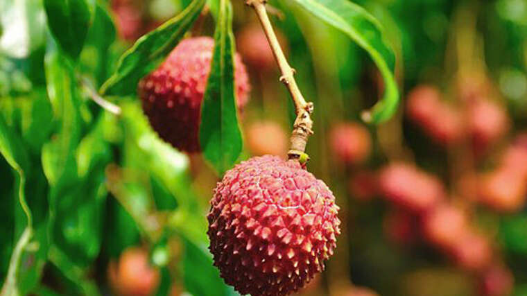 Photo of lychees or lychees - Saint-Benoît litchi