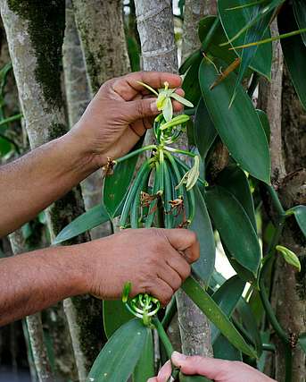 Hombre tocando una flor de vainilla - Bras-Panon vainilla