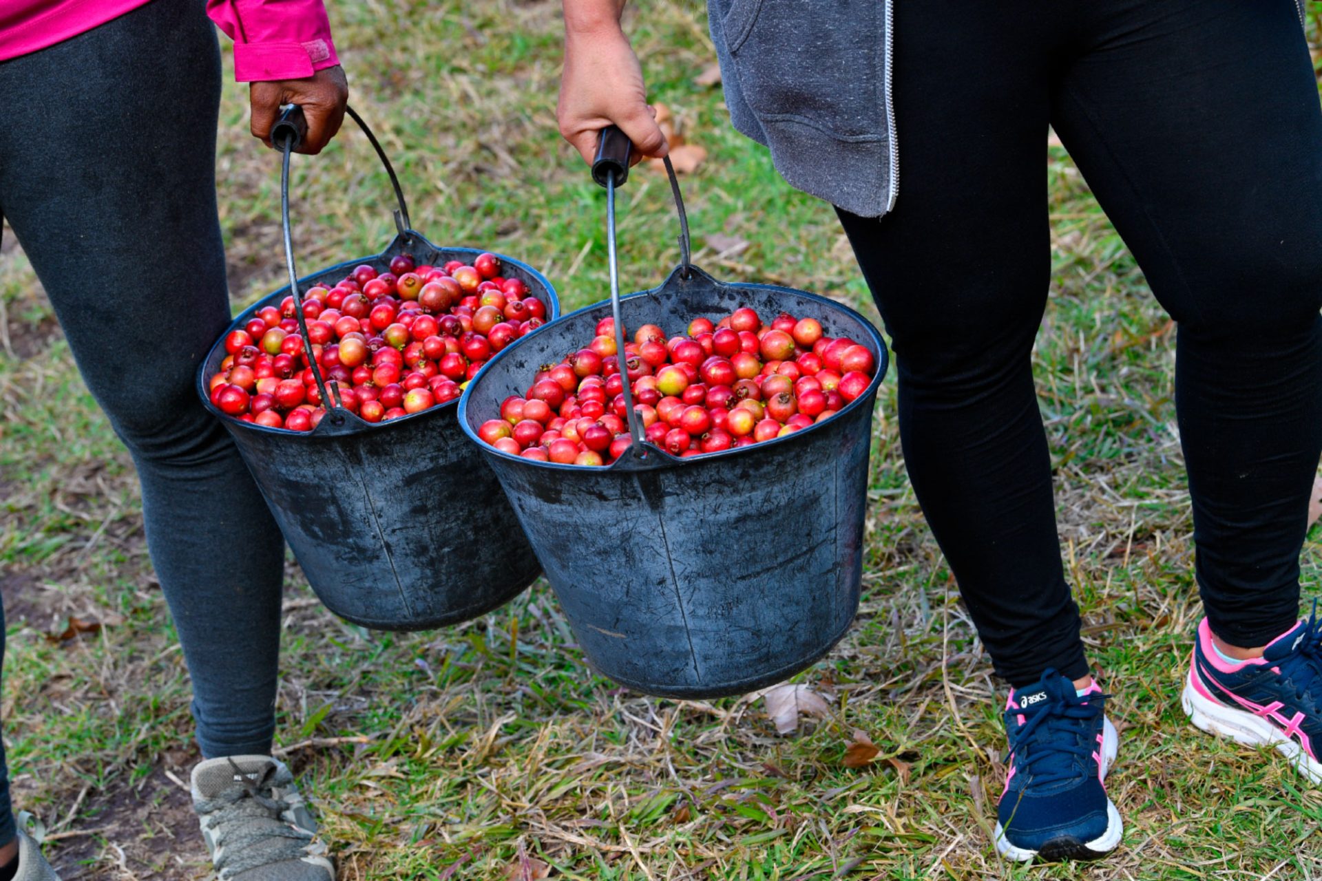 Mujeres sosteniendo cubos de árboles de guayaba en Verger Delatre en la Plaine des Palmistes - Le Goyavier de la Plaine des Palmistes