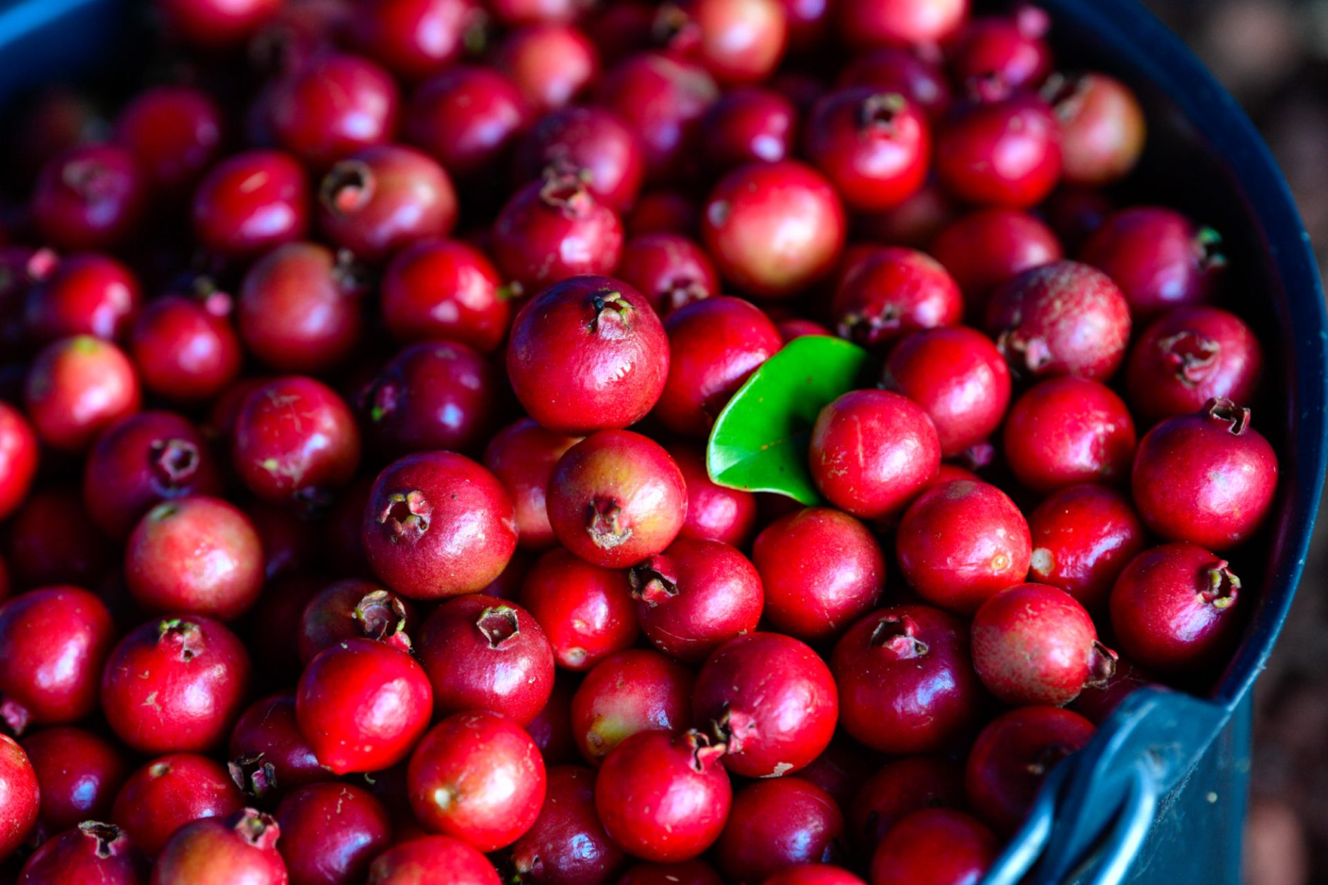 Foto de los árboles de guayaba Plaines des Palmistes - Verger Delatre