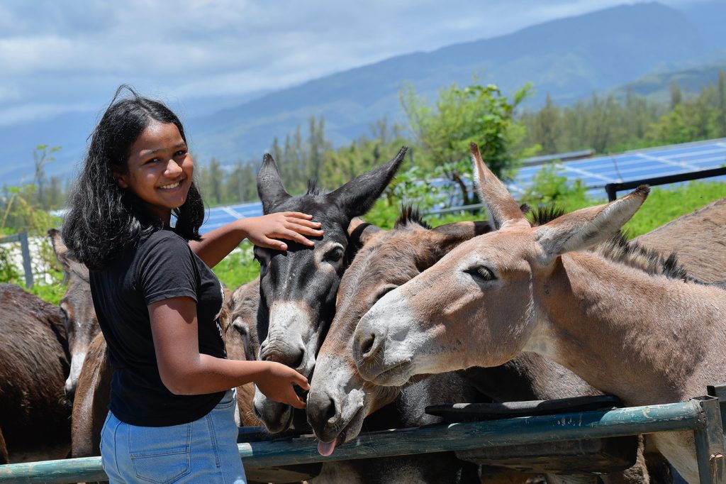 Niño acariciando burros en Palssade Estate