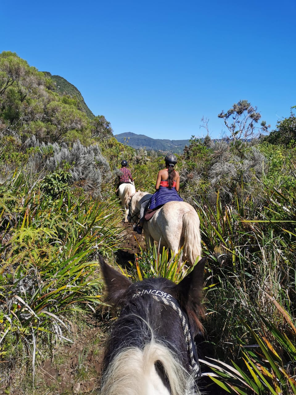 Balade à cheval dans les hauts
