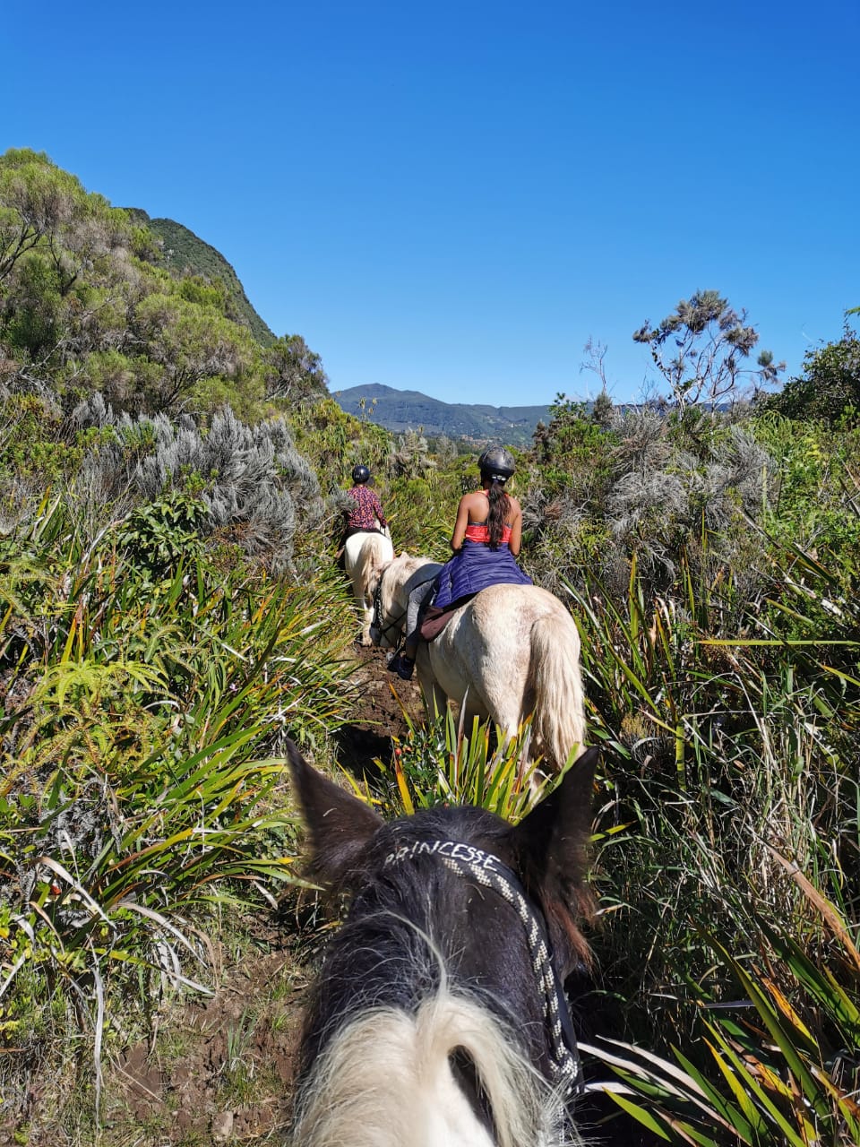 Paseos a caballo en las alturas