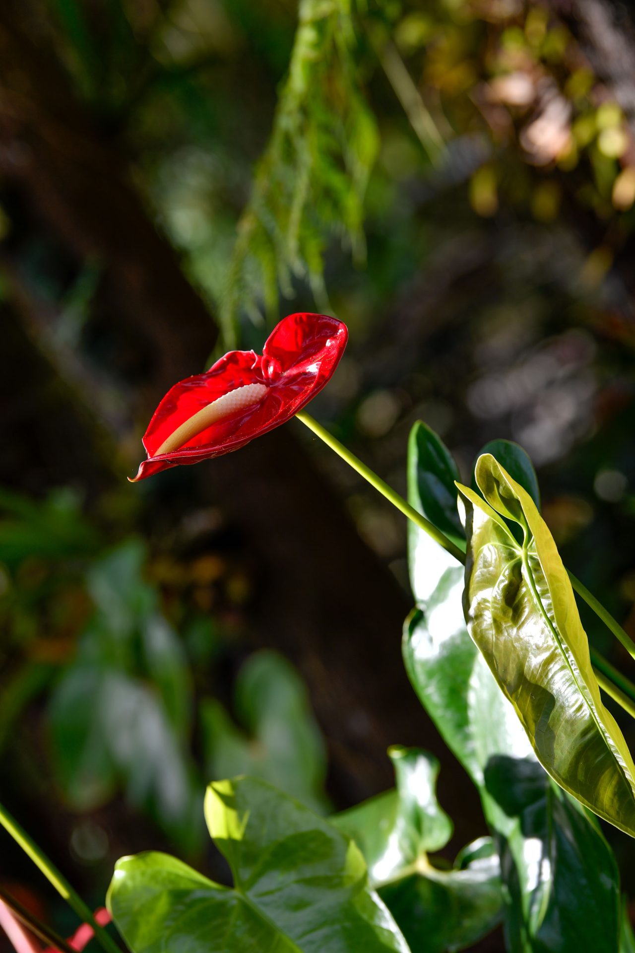 Anthurium aus dem Garten Maison Folio