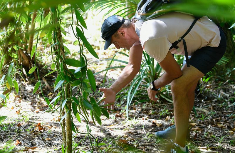 Plantation de vanille