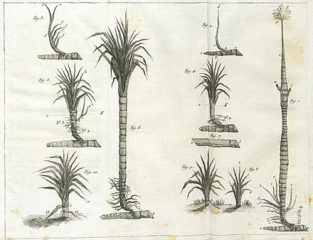 Illustration de cannes à sucre