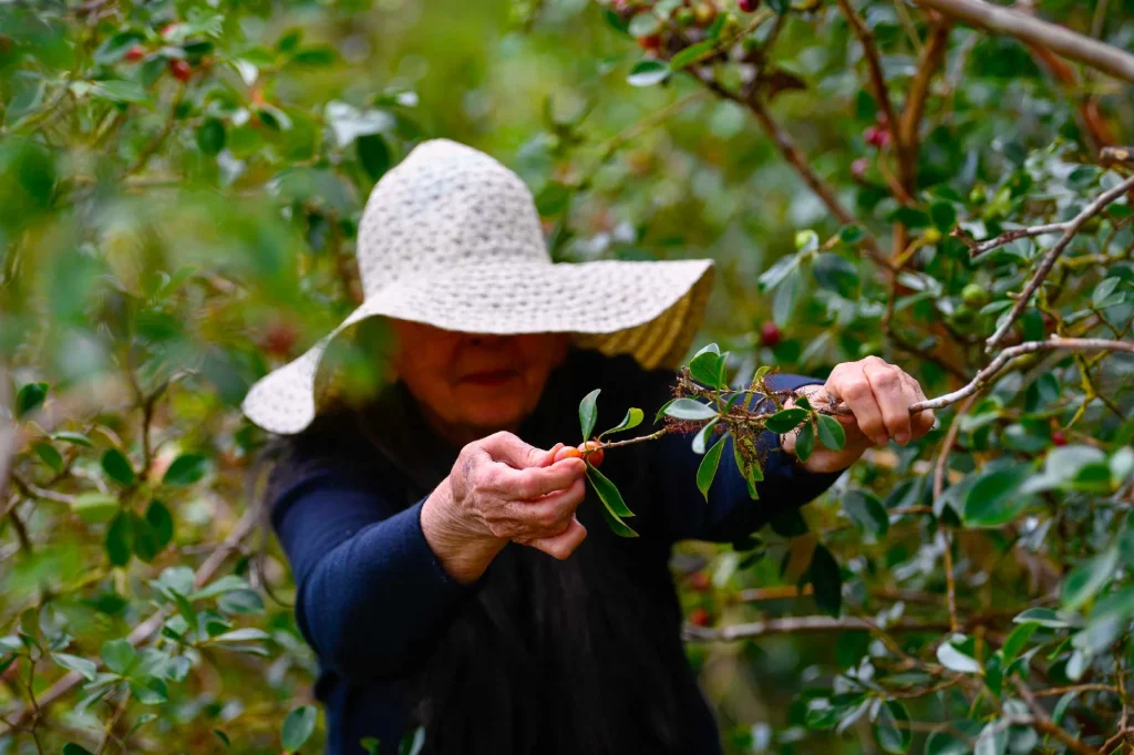 Mujer recogiendo árboles de guayaba, el árbol de guayaba Plaine des Palmistes