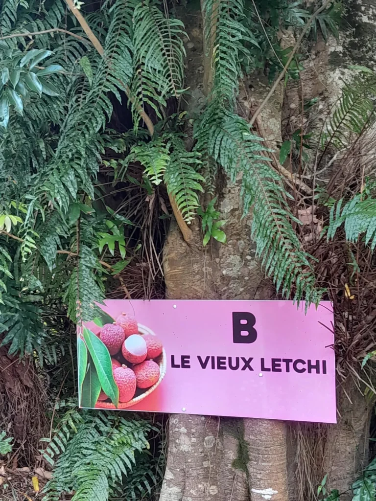 arbre le vieux letchis