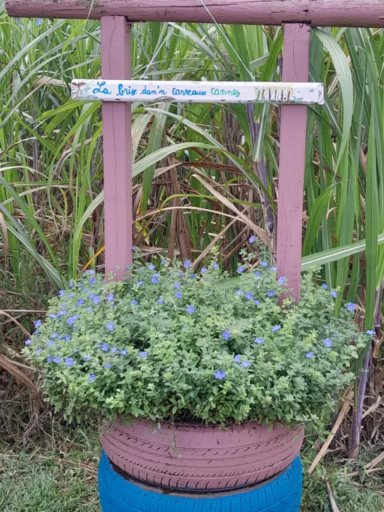 Rincón de flores en la finca de cocos