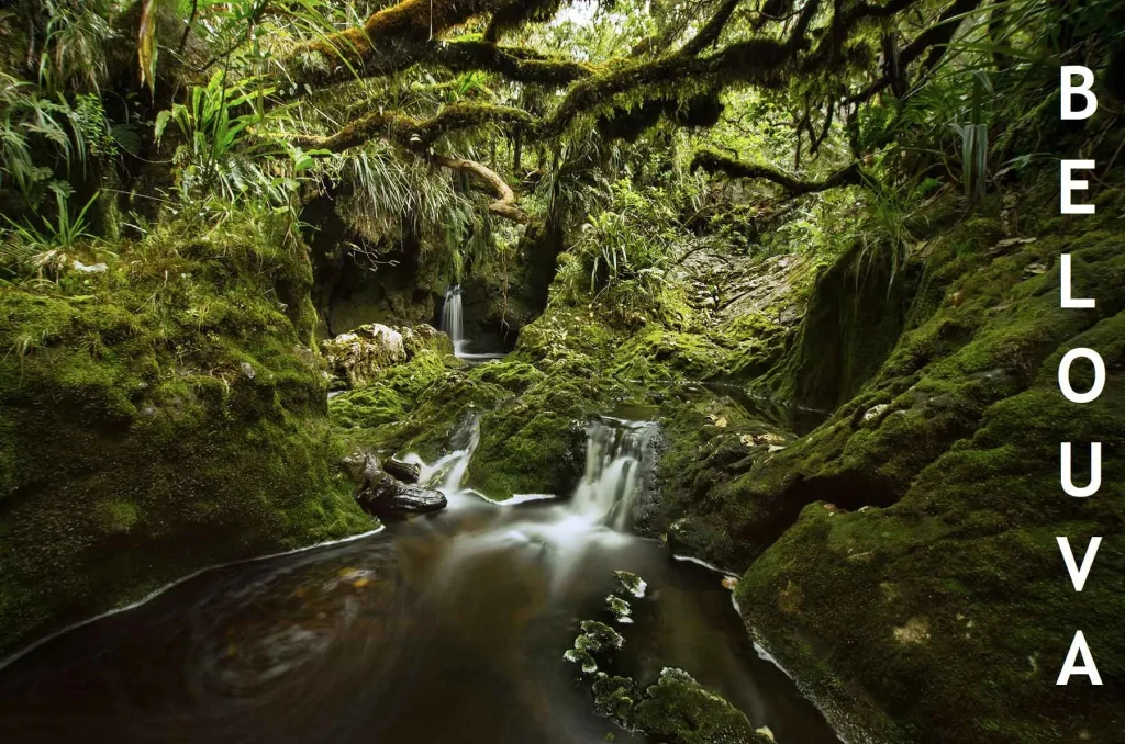 Cours dans d'eau dans la forêt de Bélouve