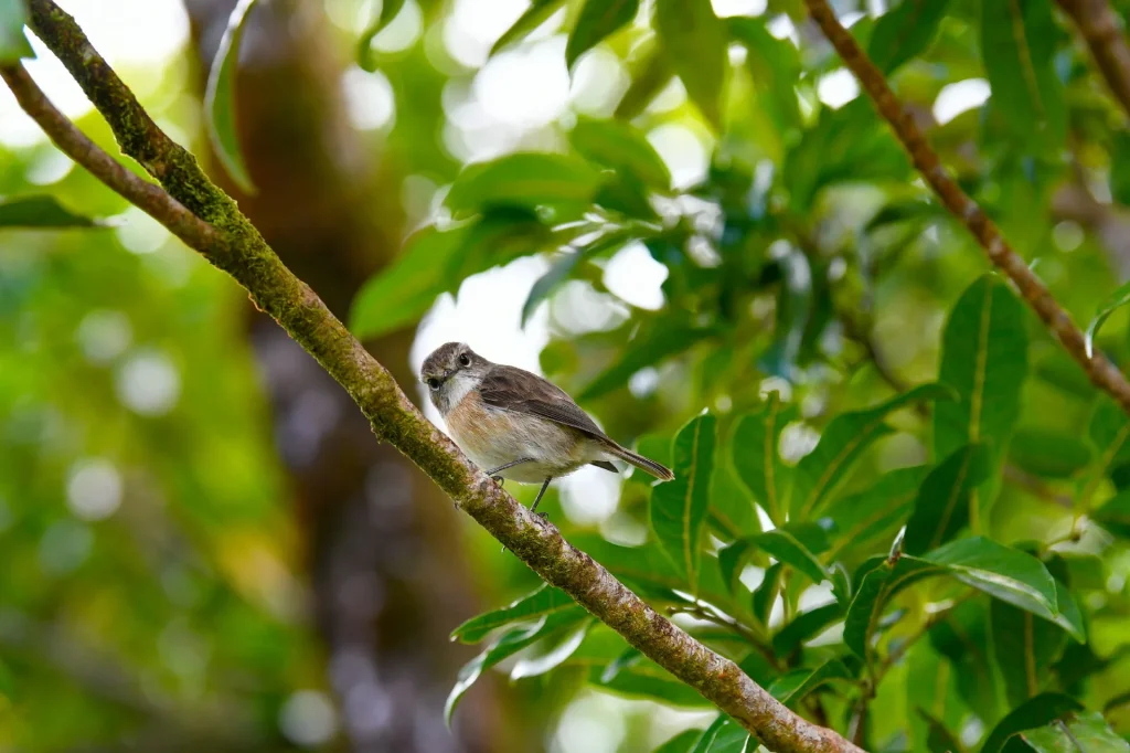 Pájaro posado en una rama en un bosque de Salazie, 4 consejos para convertirte en un excursionista ecorresponsable.