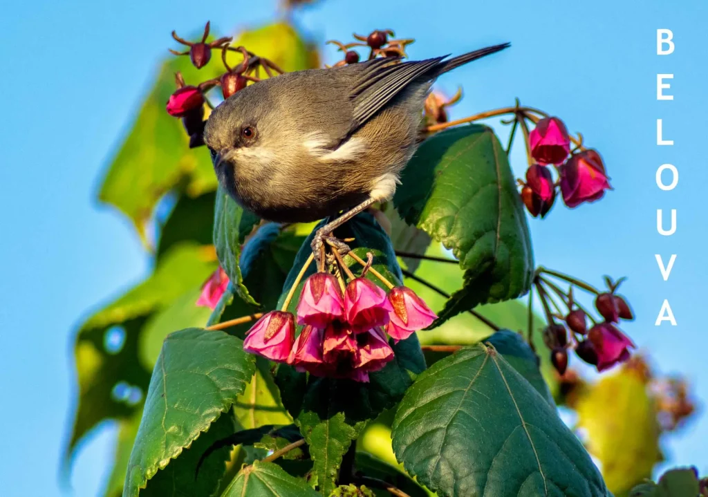 Pájaro Bélouve