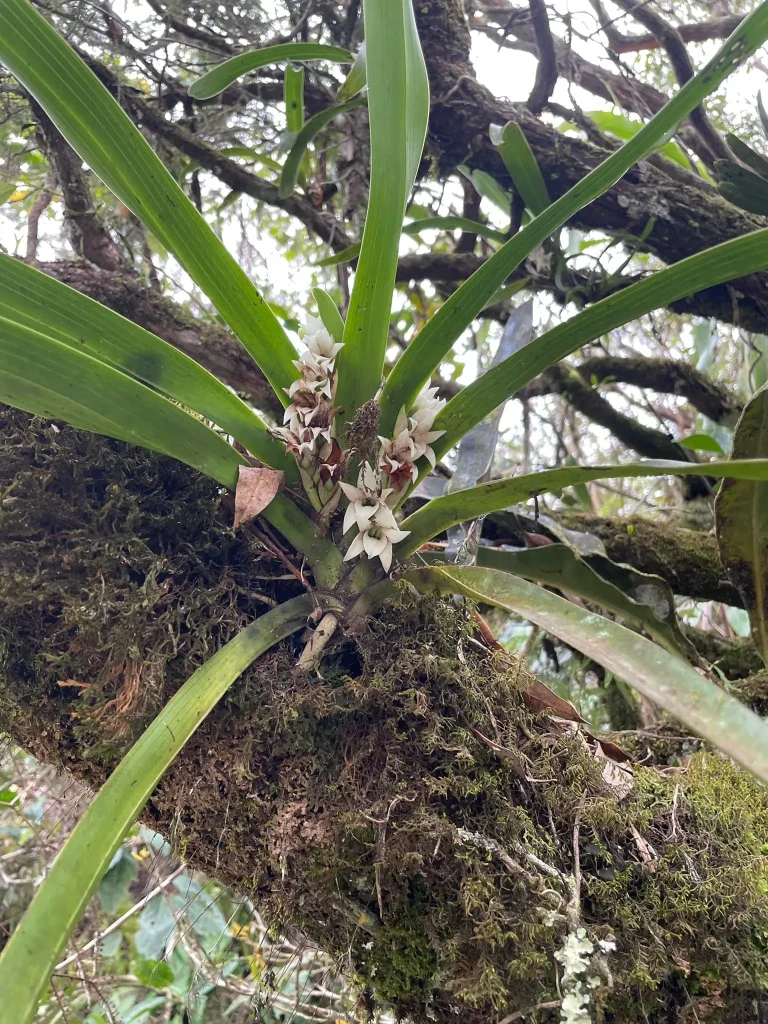 Orchidée sauvage jardin bourgeon de plaine