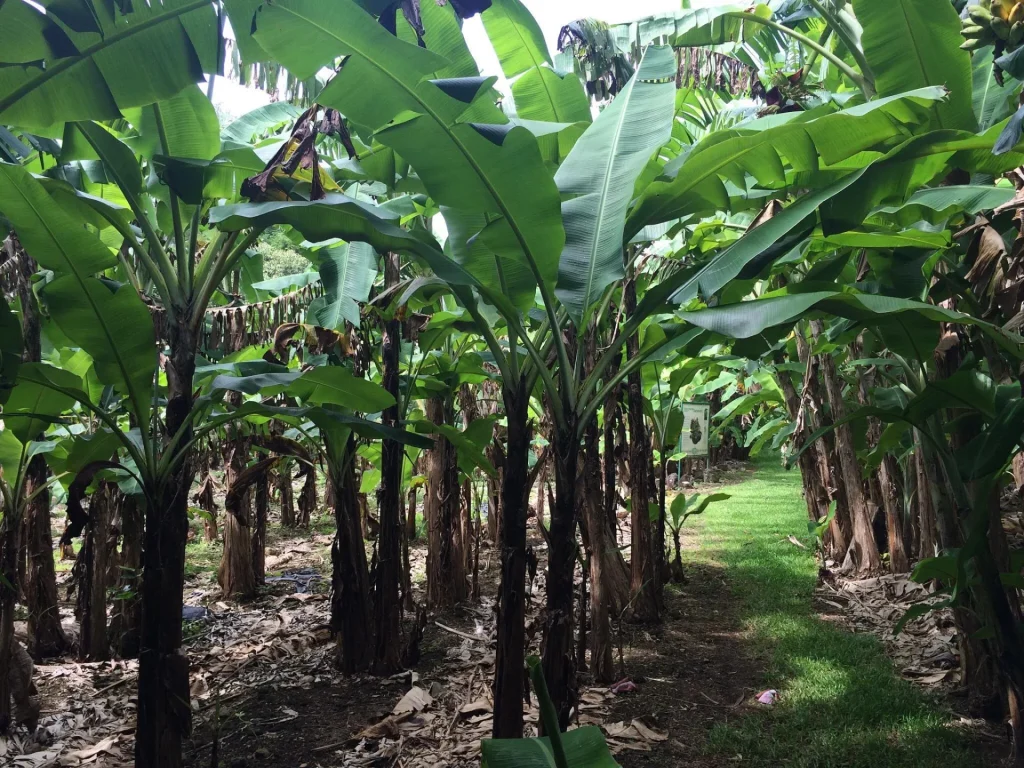 Photo d'une bananeraie à SAinte-Rose, 4 jardins remarquables à visiter dans l'Est de La Réunion.