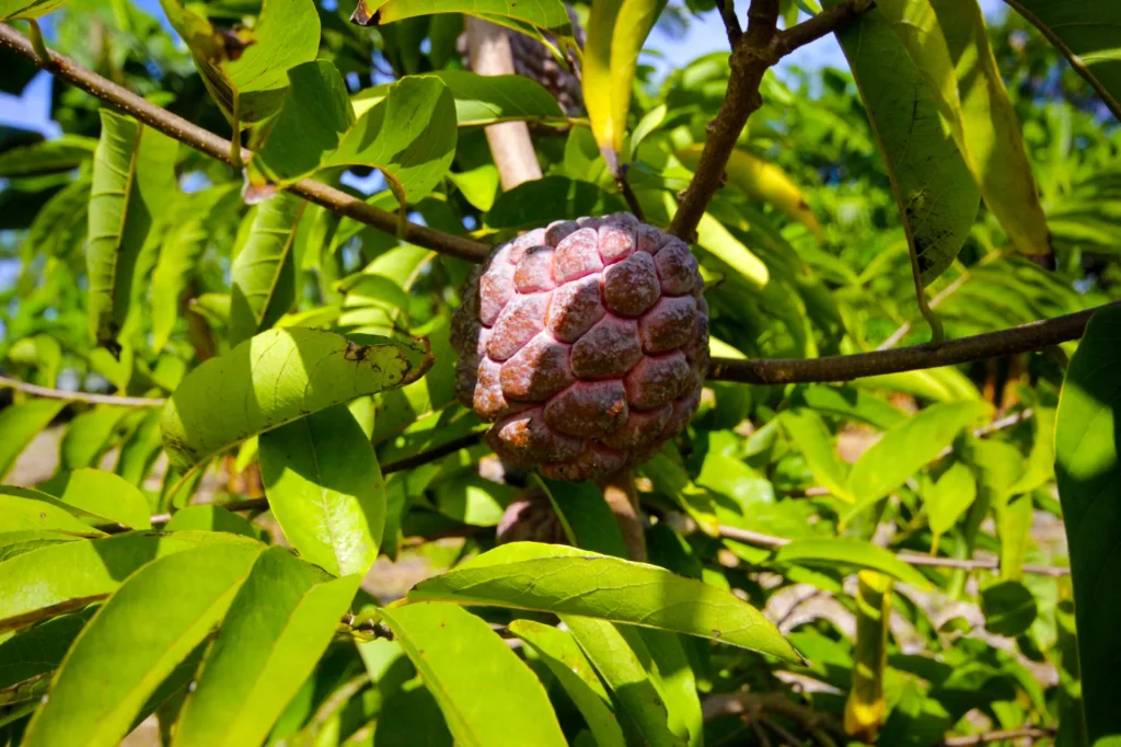 Obst im Garten der 1001 Aromen in Saint-André, 4 bemerkenswerte Gärten im Osten von Réunion