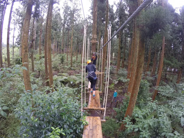 A woman does tree climbing at the Plaine des Palmistes, 5 unusual activities to do in the east of Reunion.