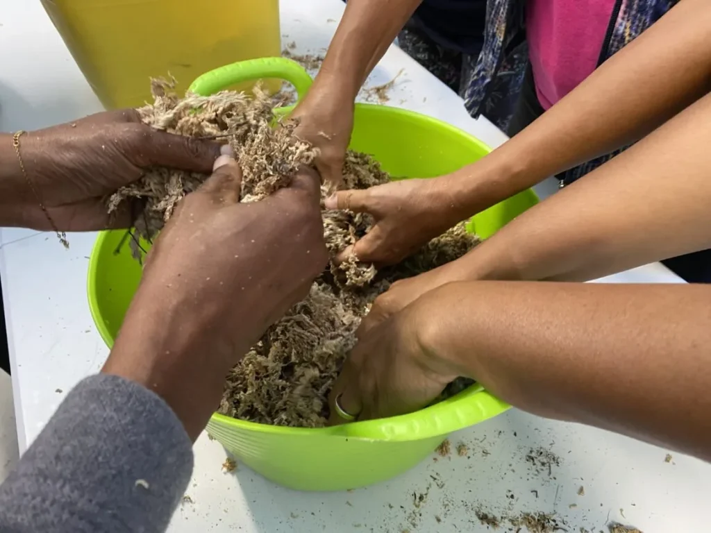 People kneading foam for kokedama