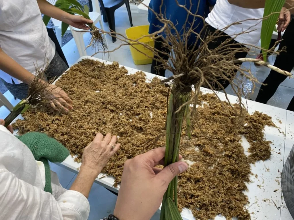 Mousses et racines de plantes pour un atelier de kokédama