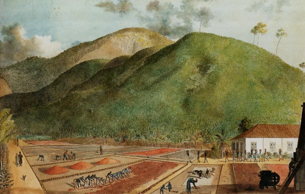 Watercolor by Jean-Joseph Patu de Rosemont representing a coffee plantation on Bourbon Island.