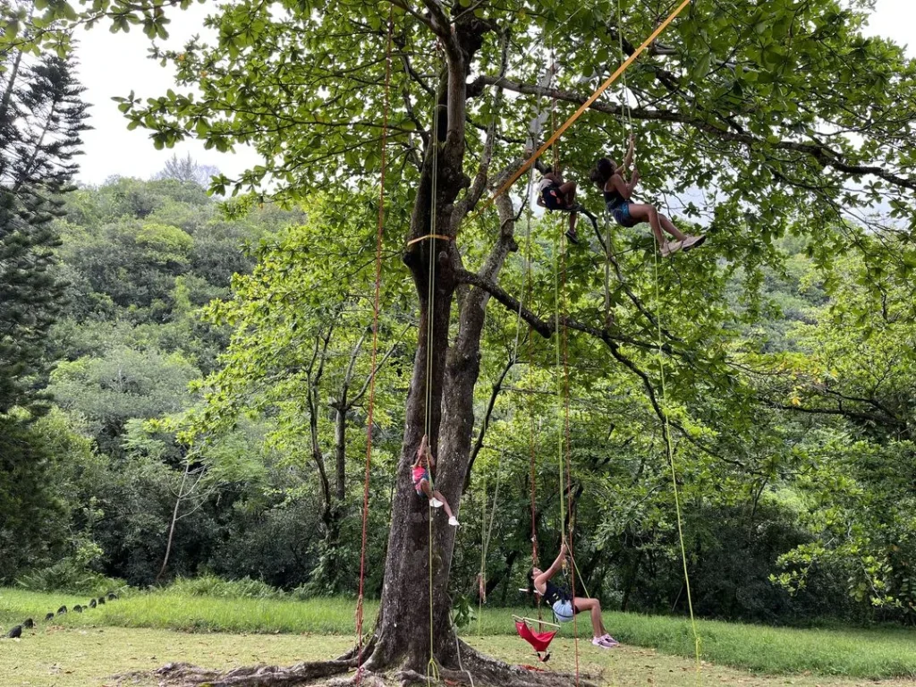Activité de grimpe d'arbre à Sainte-Rose